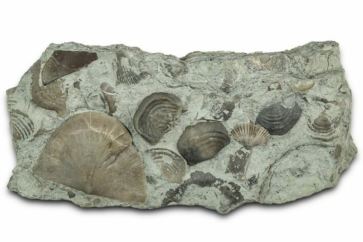 Fossil Brachiopod Plate (Multiple Species) - Indiana #325693